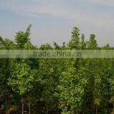 Planting Ginkgo Biloba Trees From Seeds