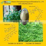 Centella asiatica Extract Powder with 10% to 90% Asiaticoside