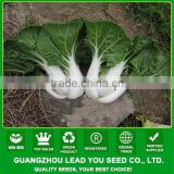 NCC03 Sufe chinese cabbage seed wholesale , seeds for open field