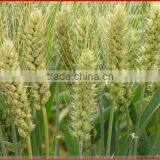 Wheat Gluten Meal Export ,origin China thumbnail-2