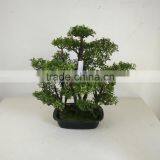 Small Bonsai Tree Wholesale thumbnail-1
