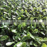 Artificial Boxwood Grass Mat/Hedge Outdoor UV Protection Artificial Boxwood Hedge Vertical Garden thumbnail-5