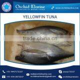 100% Fresh H&G Yellowfin Tuna Price