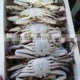 Basa of Crab thumbnail-1
