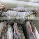 Frozen Price of Shrimp thumbnail-1