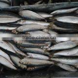 FROZEN SARDINE SEAFOOD FOR SALE thumbnail-3