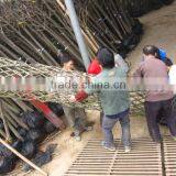 Lagerstroemia Indica Tree Different Shape Packing and Loading thumbnail-6