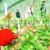 Pe Roses Bud Cap Protective Tubular Packaging Sleeve Netting thumbnail-6