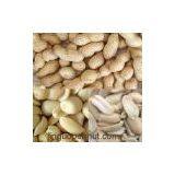 Fried Peanuts --professional Manufacturer of Peanut Products thumbnail-1