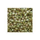 Raw Buckwheat Kernels