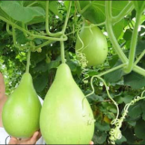Gourd seed green squash seeds no.82