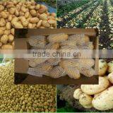 (HOT) Colourful Pepper:Exported to Britain, the Middle East, Southeast Asia thumbnail-5