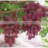 Raisins Producers thumbnail-1