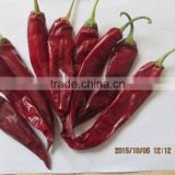 red Puya jinta chili