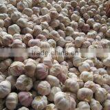 New Garlic Crop--Spice Vegetable thumbnail-6
