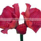 SJ1012074 Artificial Wholesale Factory Price Hippeastrum Amaryllis Flower Silk thumbnail-4