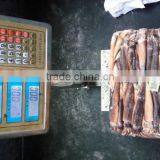 Frozen Illex Squid Whole Round thumbnail-4