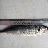 Frozen Hot Sale Fresh W/R Horse Mackerel China-made Fish thumbnail-3