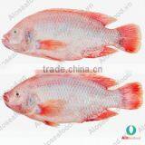 BLACK TILAPIA/ RED TILAPIA/ OREOCHROMIS/ PERCH thumbnail-2