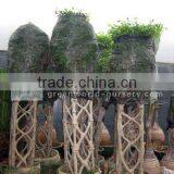 Ficus benjamina square shape