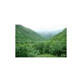 Chlorogenic Acid thumbnail-2