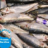 Frozen Sardine For Bait All Types of Sardine Fish on Sale