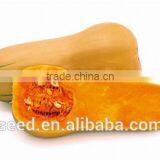 Naivy Chinese Orange Red Organic Pumpkin Seeds
