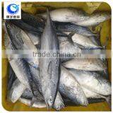 Frozen Fish Skipjack Tuna Price thumbnail-2
