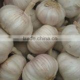 2014 crop Chinese Fresh Garlic