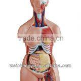 85CM Tri-sex Torso 21 Parts