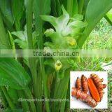 Turmeric Oil thumbnail-1