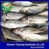 Bait Fish Frozen Blue Scad Mackerel Whole Round