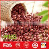 Peanut Kernel in Red Shell for Wholesale thumbnail-4