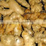 Best Price, Excellent Quality Fresh Ginger