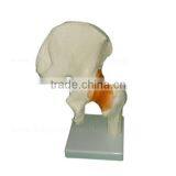 Vivid Human Body Anatomy Pelvic Bone Model thumbnail-3