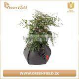 Fabric Polyester Grow Bag, Black Fabric Polyester Grow Bags thumbnail-3