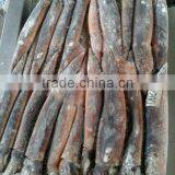 Frozen Illex Squid for Bait thumbnail-1