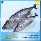 Seafood Fresh Frozen Sarda Fish For Delicious Canned Tuna thumbnail-1