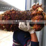 Cycas Revoluta 50cm Loading thumbnail-1