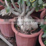 Adenium Obesum Desert Rose thumbnail-3