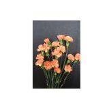 Orange Yellow-01 thumbnail-1