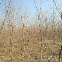 One Chinese Tallow Tree With a Trunk Diameter of 8 cm at Breast Height in 2020 for Sale thumbnail-3