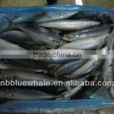 200-300g New Frozen Pacific Mackerel