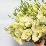 China Factory Direct Lisianthus Flower thumbnail-5