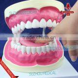 Teeth Care Model thumbnail-3