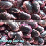 Large Black Speckled Kidney Beans new 2014 , organic Black Speckled Kidney Beans