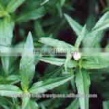 Eclipta Alba thumbnail-3