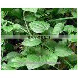 Rubia Cordifolia Roots/ Indian Madder Roots / Manjistha Roots