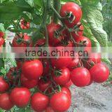 FRESH TOMATOES Cheap thumbnail-2