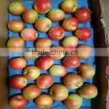 PREMIUM QUALITY FRESH GALA APPLES